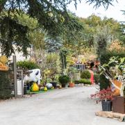 pepiniere